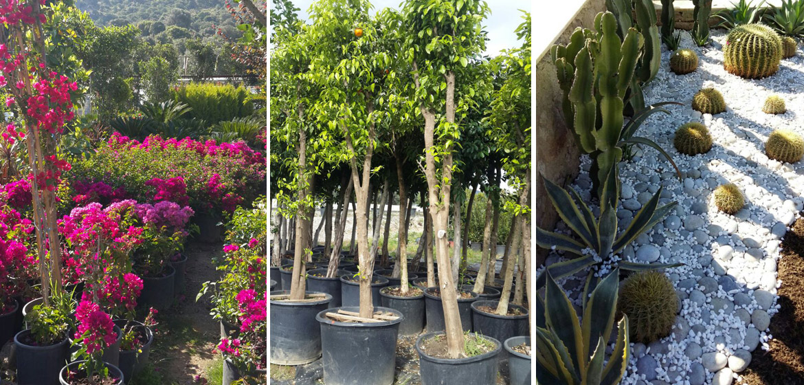 Bodrum Kardeşler Çiçekçilik Peyzaj