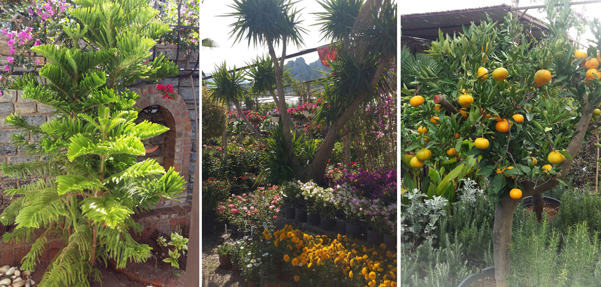 Bodrum Kardeşler Çiçekçilik Peyzaj