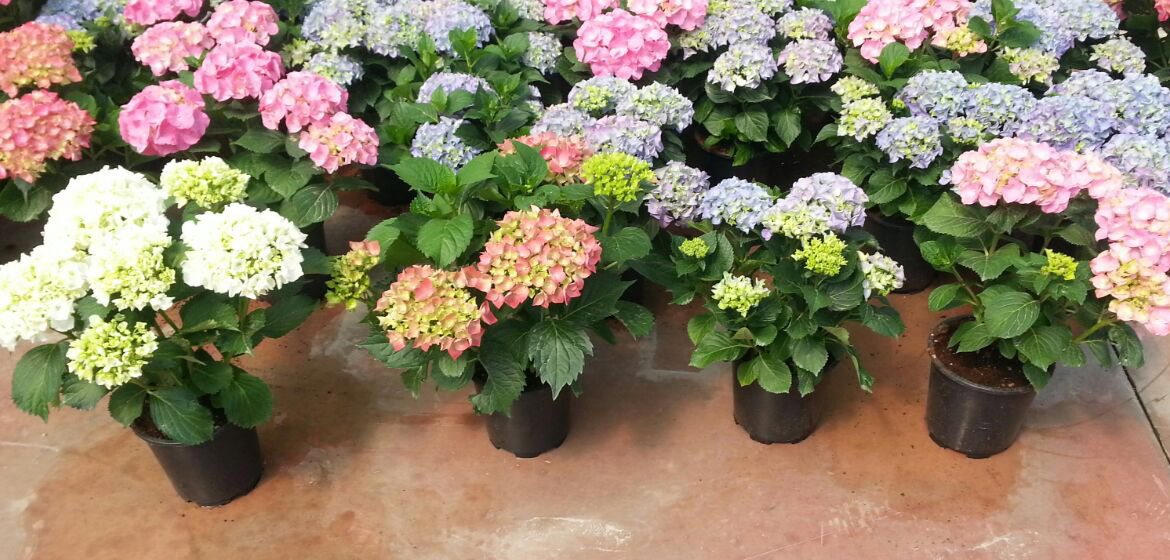 Bodrum Kardeşler Çiçekçilik Peyzaj